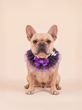 Spooky Spider & Ghost Halloween Pet Ruff Collar